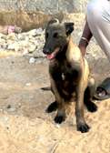 Chiots malinois charbonner