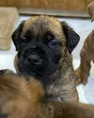BOERBOEL