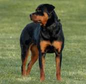 Chien Rodwiller  8 mois