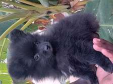 Pomeranien