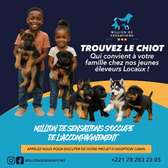 Nous trouvons le chiot que vous cherchez