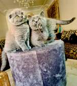 Scottish fold et straight / british shorthair
