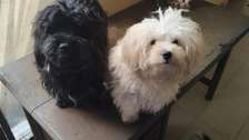 Bichon maltais