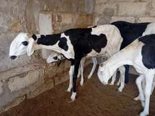 Vente mouton