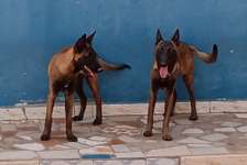 Couple Berger Malinois