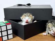 Chatons à donner