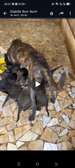 Chiots bergers hollandais
