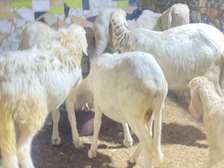 Mouton tchadien femelle