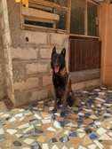 Berger Belge Malinois