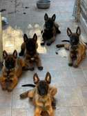 Magnifiques chiots berger belge malinois charbonné