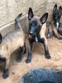 Chiots berger Belge Malinois