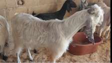 Grand bouc Hijazi (origine pakistanaise) av