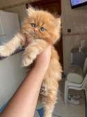 Chaton Persan de pure race