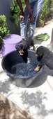 Vente chiot Rottweiler lignée Timi
