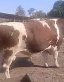 Geniteur montbeliard