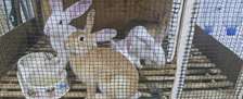 Vente des lapins de race