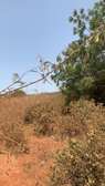 TERRAIN EN VENTE A TCHIKY (DIASS)
