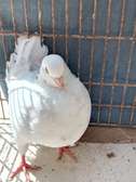 PIGEON TEXAN