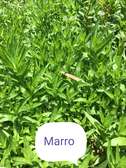 Vente de nana (menthe)