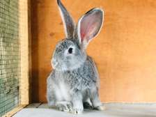 Lapin géant de Flandres Chinchilla & Blanche