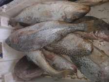 Poissons sonpate