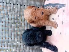 Caniche