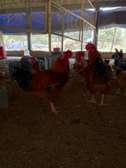 Poussins Goliath vaccinés disponibles