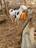 Mouton noir blan jeune adulte robuste