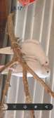 Callopsitte albinos à vendre