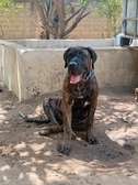 Presa Canario
