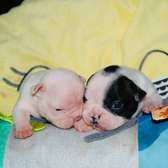 Chiot Bouledogue Français