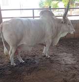 Lot de 30 bœufs d'embouche