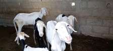 Vente de mouton