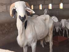 Mouton Ladoum lignée Atomic à vendre