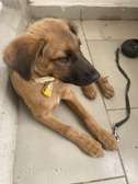 berger malinois