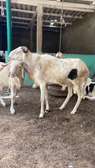 Mouton de tabaskie à vendre