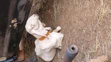Mouton Race tiadien