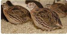 poussin caille 1 mois