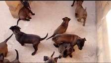 Berger malinois