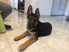 Chiots berger allemand