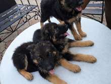 Berger Allemand grand gabarit