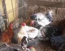 Poulets