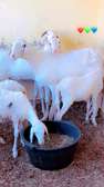 Mouton ladoum et tulaber à vendre