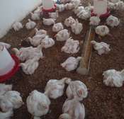Poulets de chair
