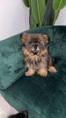 Vente de chiot 2mois d’âge