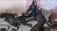 Chiots Berger Malinois