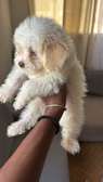 Bichon mâle vacciné de 2 mois