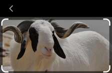 moutons ladoum