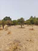 Verger 3ha à vendre à Ndianda Ngeuniène sur la route de joal