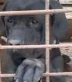 Chiots Cane Corso